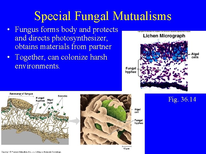 Special Fungal Mutualisms • Fungus forms body and protects and directs photosynthesizer, obtains materials
