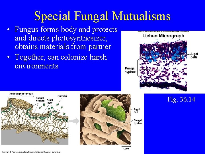 Special Fungal Mutualisms • Fungus forms body and protects and directs photosynthesizer, obtains materials Special Fungal Mutualisms • Fungus forms body and protects and directs photosynthesizer, obtains materials