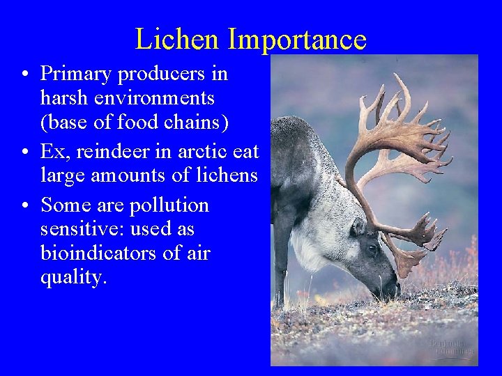 Lichen Importance • Primary producers in harsh environments (base of food chains) • Ex,