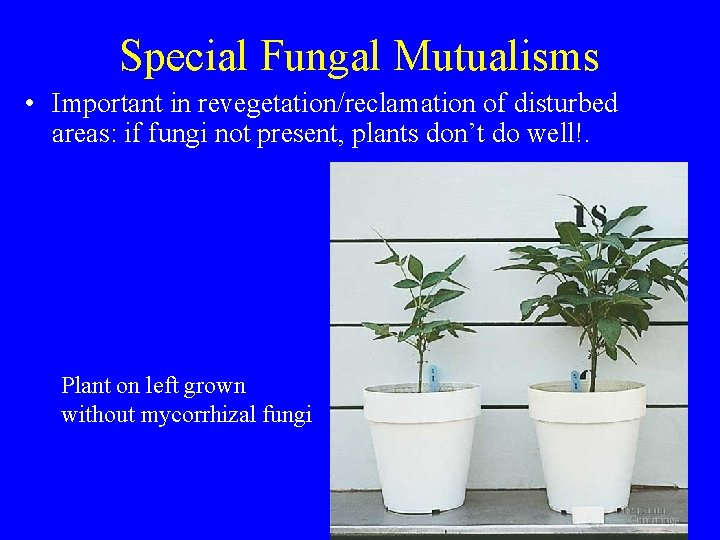 Special Fungal Mutualisms • Important in revegetation/reclamation of disturbed areas: if fungi not present,