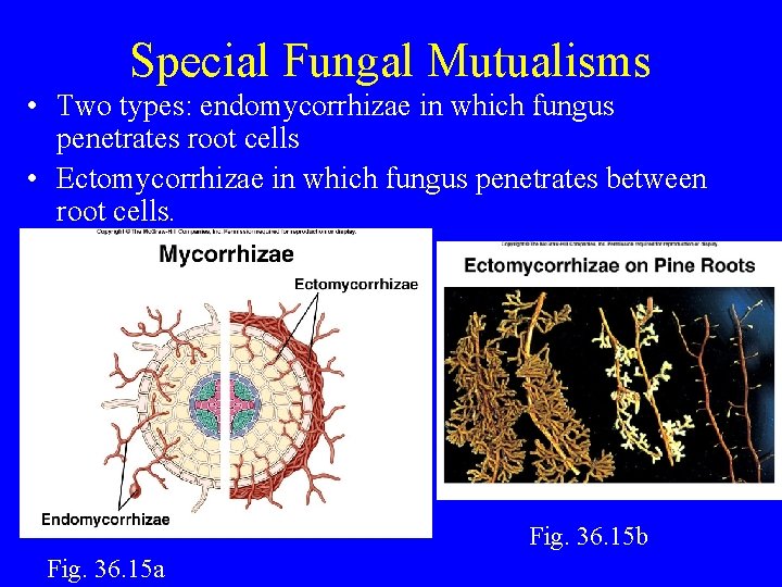 Special Fungal Mutualisms • Two types: endomycorrhizae in which fungus penetrates root cells •