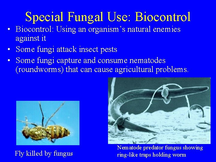 Special Fungal Use: Biocontrol • Biocontrol: Using an organism’s natural enemies against it • Special Fungal Use: Biocontrol • Biocontrol: Using an organism’s natural enemies against it •