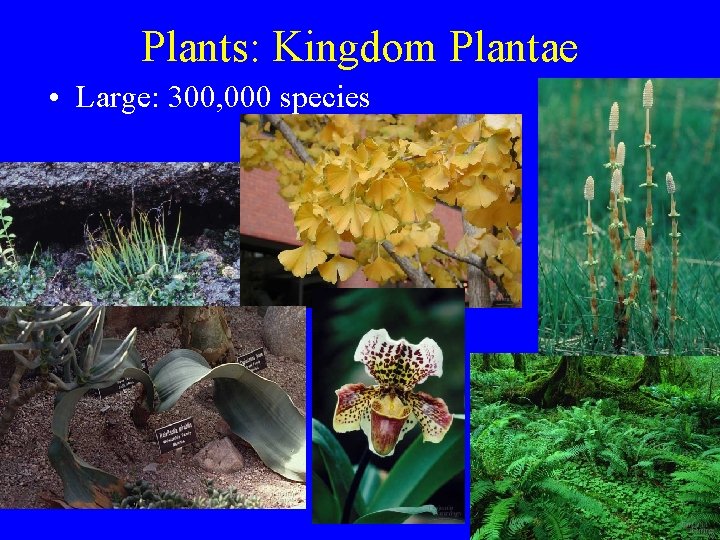 Plants: Kingdom Plantae • Large: 300, 000 species Plants: Kingdom Plantae • Large: 300, 000 species