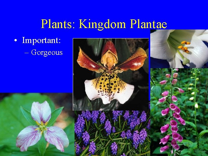 Plants: Kingdom Plantae • Important: – Gorgeous Plants: Kingdom Plantae • Important: – Gorgeous