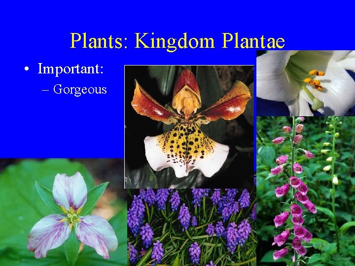 Plants: Kingdom Plantae • Important: – Gorgeous 