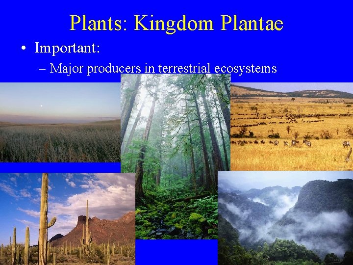Plants: Kingdom Plantae • Important: – Major producers in terrestrial ecosystems Plants: Kingdom Plantae • Important: – Major producers in terrestrial ecosystems