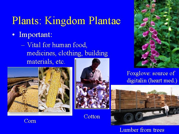 Plants: Kingdom Plantae • Important: – Vital for human food, medicines, clothing, building materials,