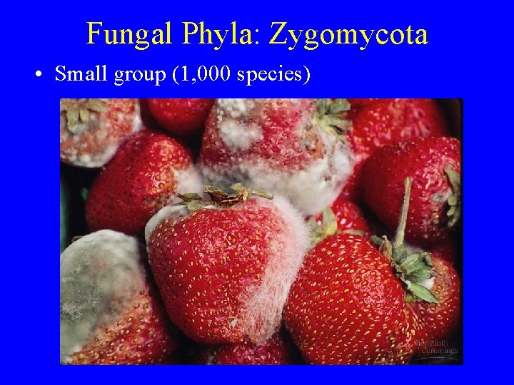 Fungal Phyla: Zygomycota • Small group (1, 000 species) Fungal Phyla: Zygomycota • Small group (1, 000 species)