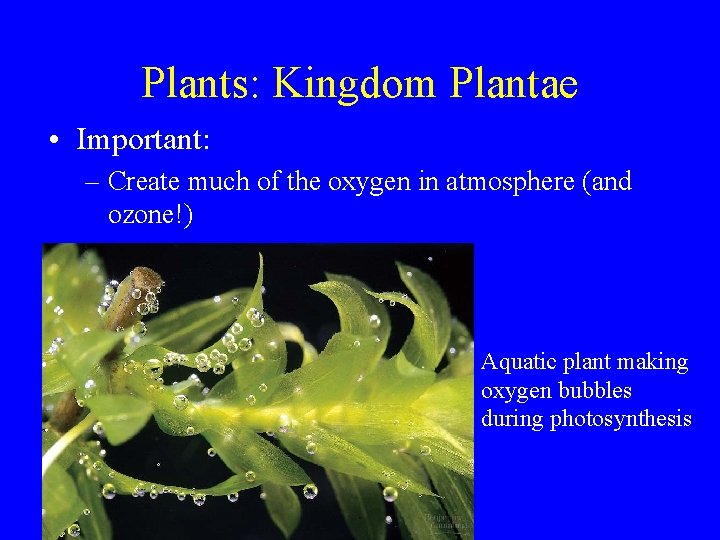 Plants: Kingdom Plantae • Important: – Create much of the oxygen in atmosphere (and