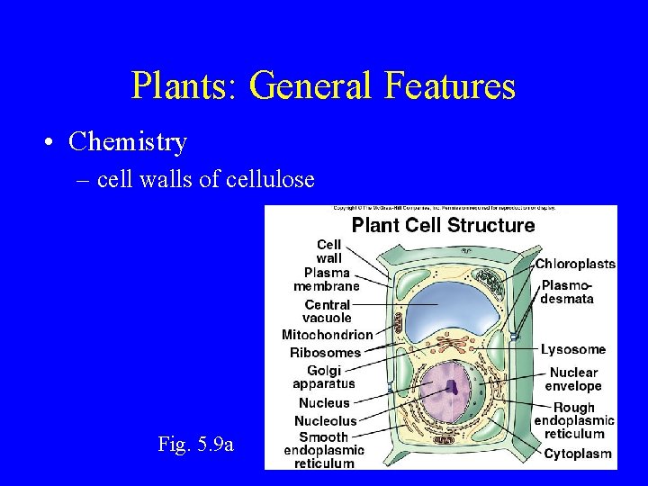 Plants: General Features • Chemistry – cell walls of cellulose Fig. 5. 9 a