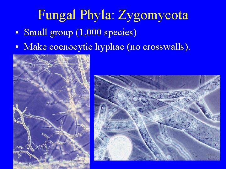 Fungal Phyla: Zygomycota • Small group (1, 000 species) • Make coenocytic hyphae (no Fungal Phyla: Zygomycota • Small group (1, 000 species) • Make coenocytic hyphae (no