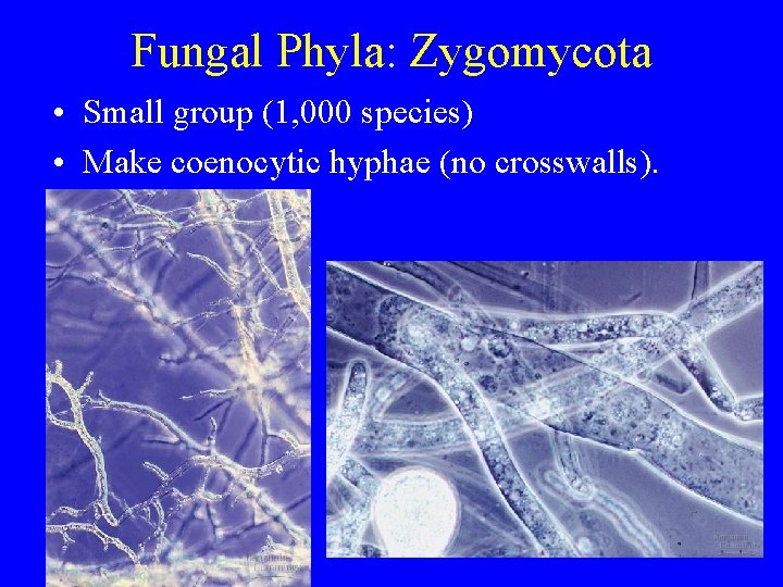 Fungal Phyla: Zygomycota • Small group (1, 000 species) • Make coenocytic hyphae (no