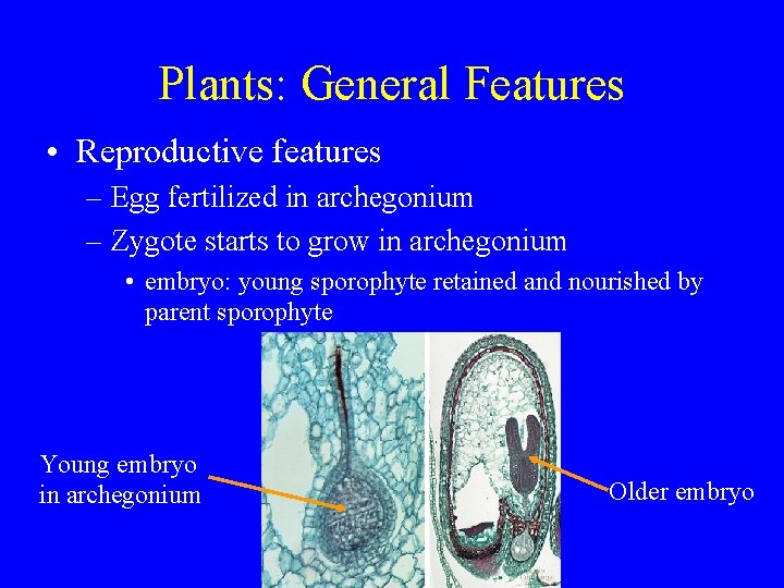 Plants: General Features • Reproductive features – Egg fertilized in archegonium – Zygote starts