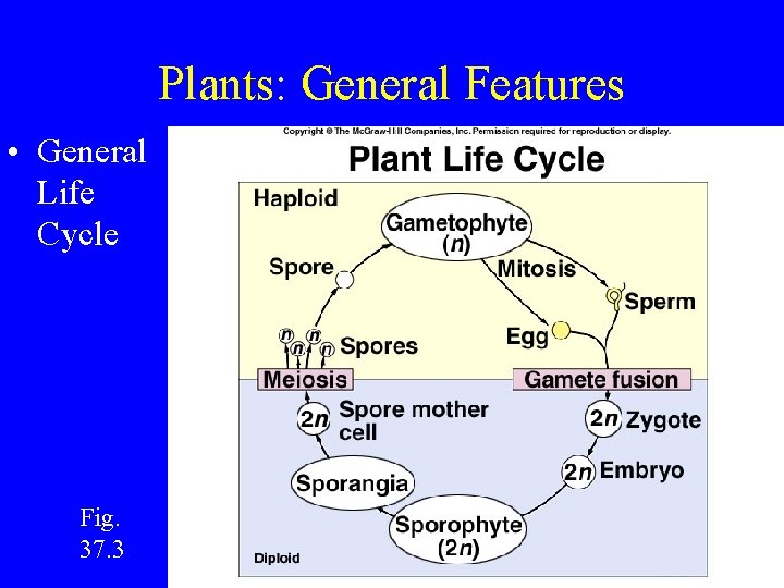 Plants: General Features • General Life Cycle Fig. 37. 3 