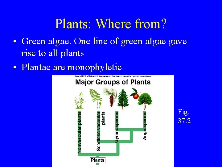 Plants: Where from? • Green algae. One line of green algae gave rise to