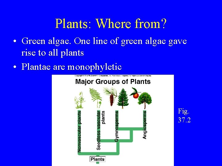 Plants: Where from? • Green algae. One line of green algae gave rise to Plants: Where from? • Green algae. One line of green algae gave rise to