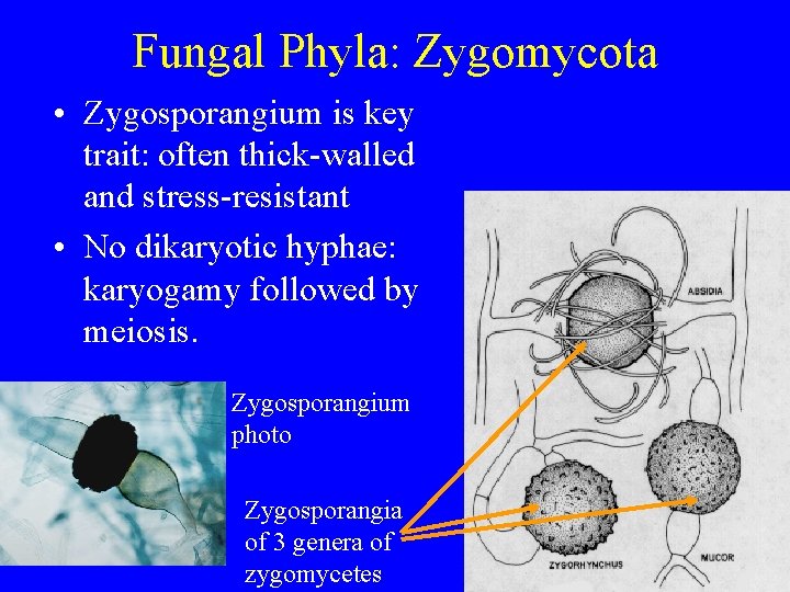 Fungal Phyla: Zygomycota • Zygosporangium is key trait: often thick-walled and stress-resistant • No