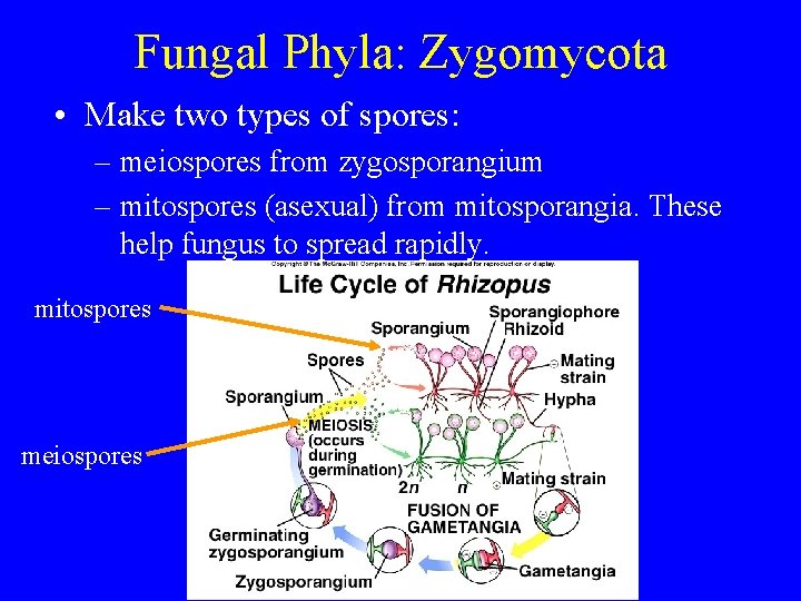 Fungal Phyla: Zygomycota • Make two types of spores: – meiospores from zygosporangium –