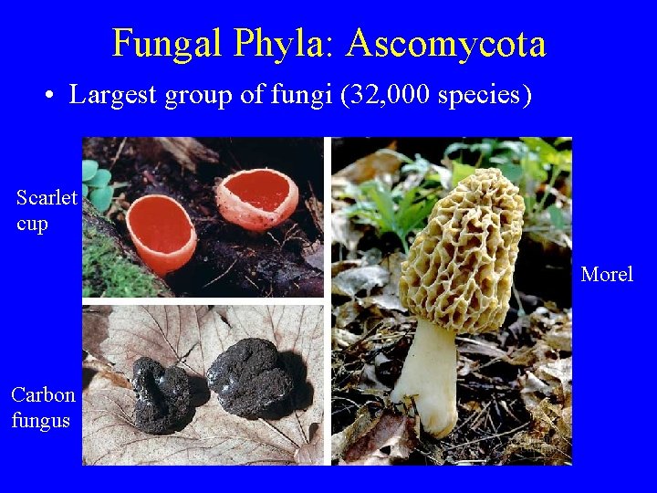 Fungal Phyla: Ascomycota • Largest group of fungi (32, 000 species) Scarlet cup Morel