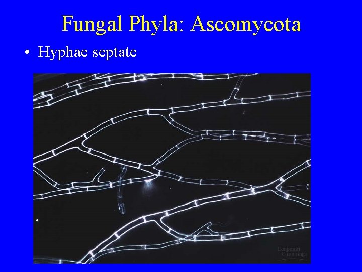 Fungal Phyla: Ascomycota • Hyphae septate Fungal Phyla: Ascomycota • Hyphae septate