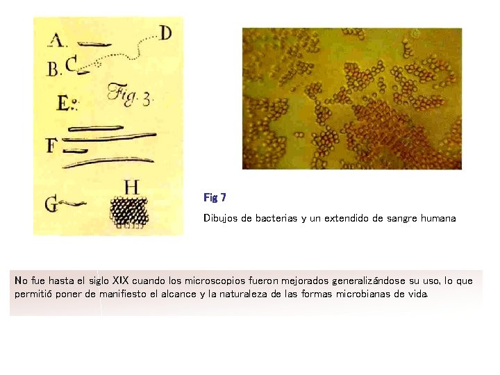 Fig 7 Dibujos de bacterias y un extendido de sangre humana No fue hasta