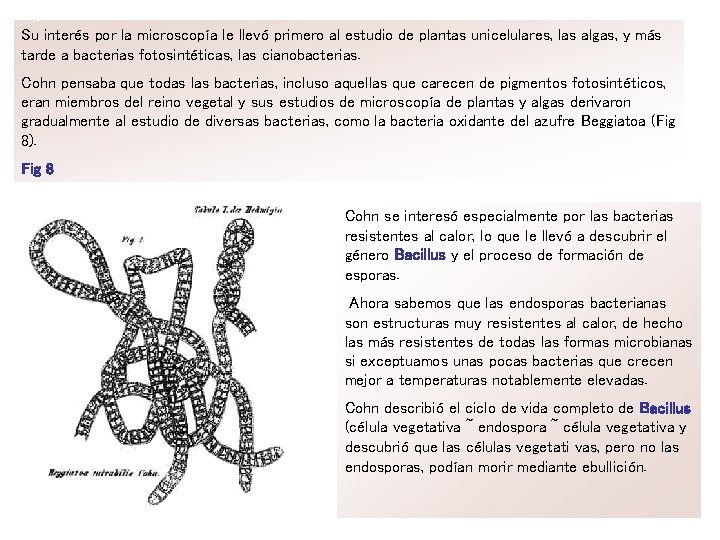 Su interés por la microscopía le llevó primero al estudio de plantas unicelulares, las