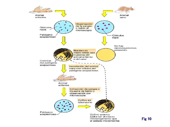 Fig 10 