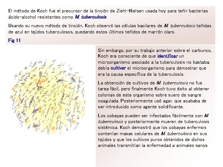 El método de Koch fue el precursor de la tinción de Ziehl-Nielsen usada hoy