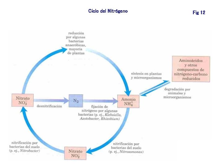 Ciclo del Nitrógeno Fig 12 