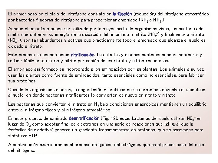 El primer paso en el ciclo del nitrógeno consiste en la fijación (reducción) del