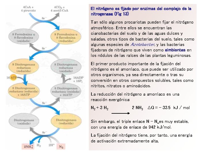 El nitrógeno es fijado por enzimas del complejo de la nitrogenasa (Fig 13) Tan