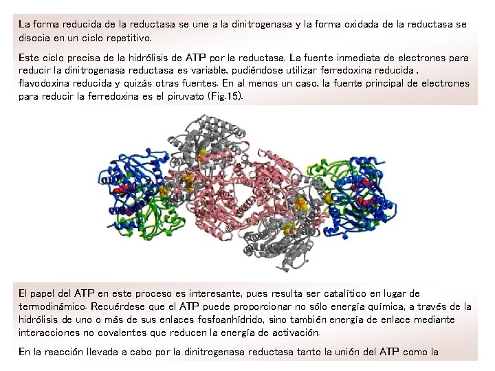 La forma reducida de la reductasa se une a la dinitrogenasa y la forma