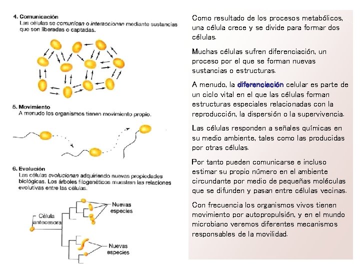 Como resultado de los procesos metabólicos, una célula crece y se divide para formar