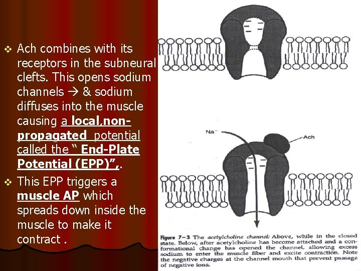 Ach combines with its receptors in the subneural clefts. This opens sodium channels &