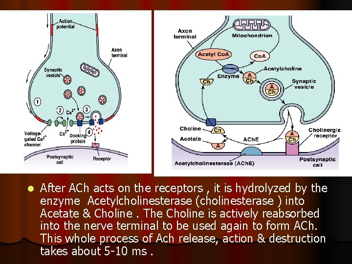 l After ACh acts on the receptors , it is hydrolyzed by the enzyme