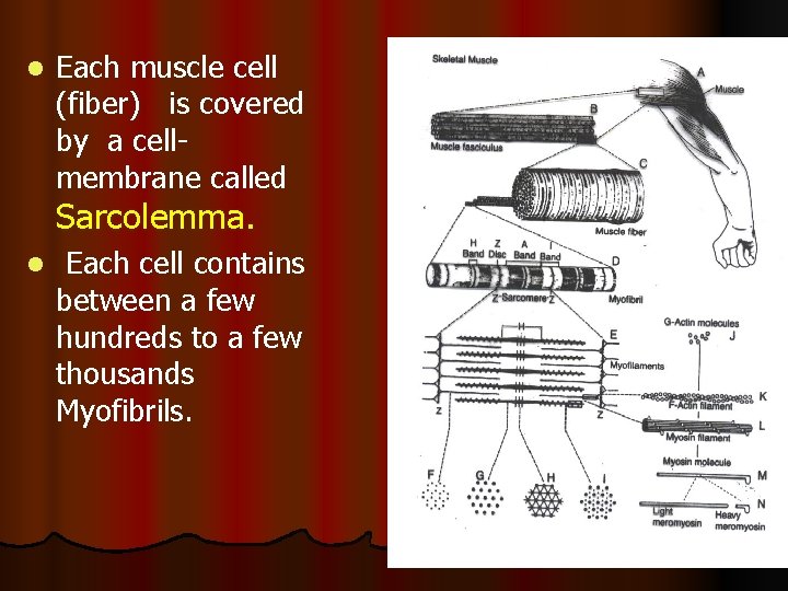 l Each muscle cell (fiber) is covered by a cellmembrane called Sarcolemma. l Each