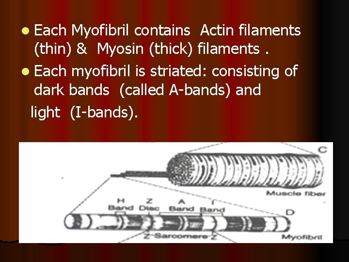 l Each Myofibril contains Actin filaments (thin) & Myosin (thick) filaments. l Each myofibril