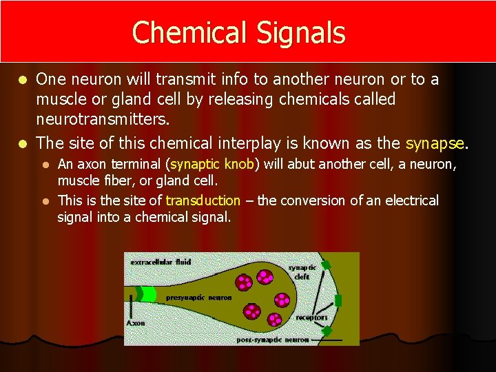 Chemical Signals One neuron will transmit info to another neuron or to a muscle