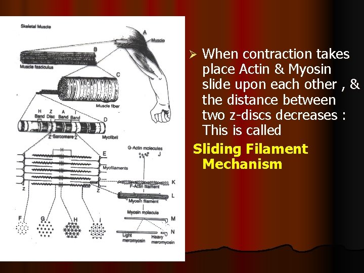 When contraction takes place Actin & Myosin slide upon each other , & the
