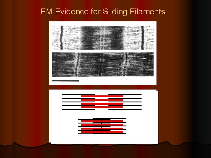 EM Evidence for Sliding Filaments 