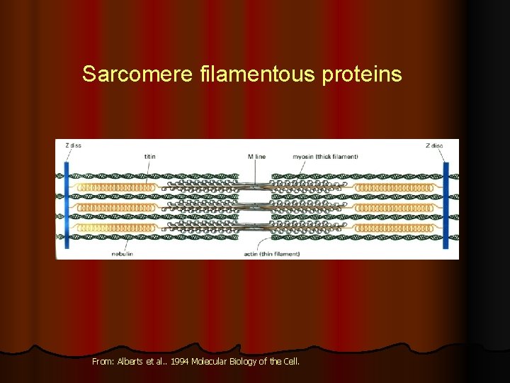 Sarcomere filamentous proteins From: Alberts et al. . 1994 Molecular Biology of the Cell.