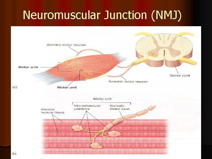 Neuromuscular Junction (NMJ) 