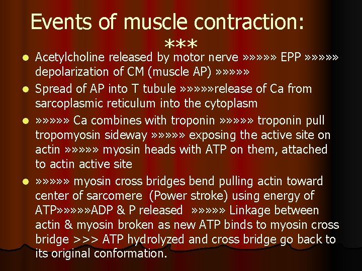 Events of muscle contraction: *** l Acetylcholine released by motor nerve » » »