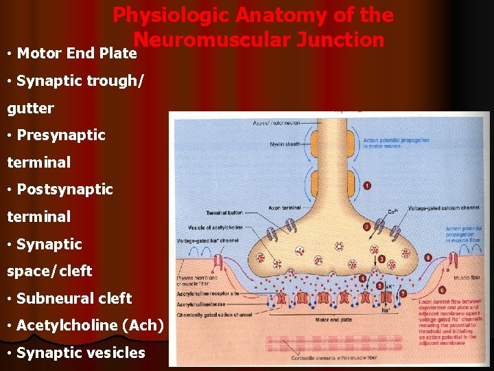 Physiologic Anatomy of the Neuromuscular Junction • Motor End Plate • Synaptic trough/ gutter