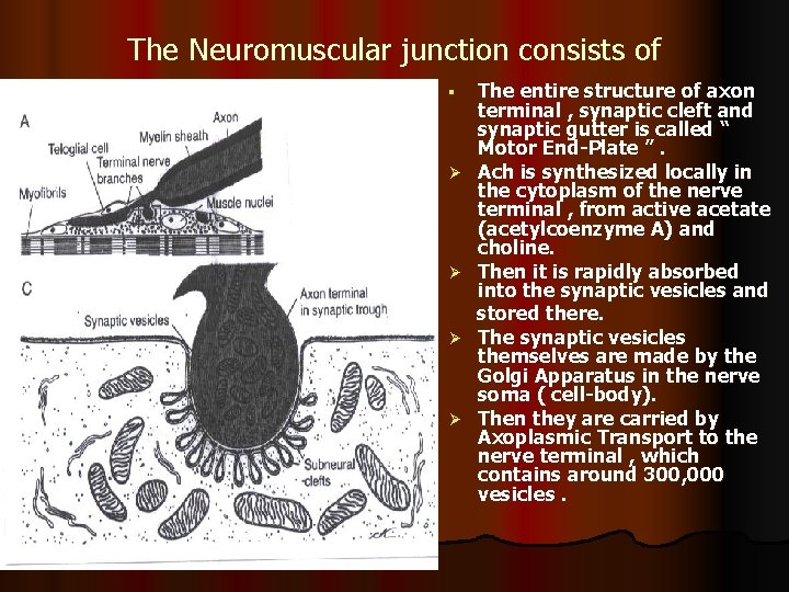 The Neuromuscular junction consists of § Ø Ø The entire structure of axon terminal