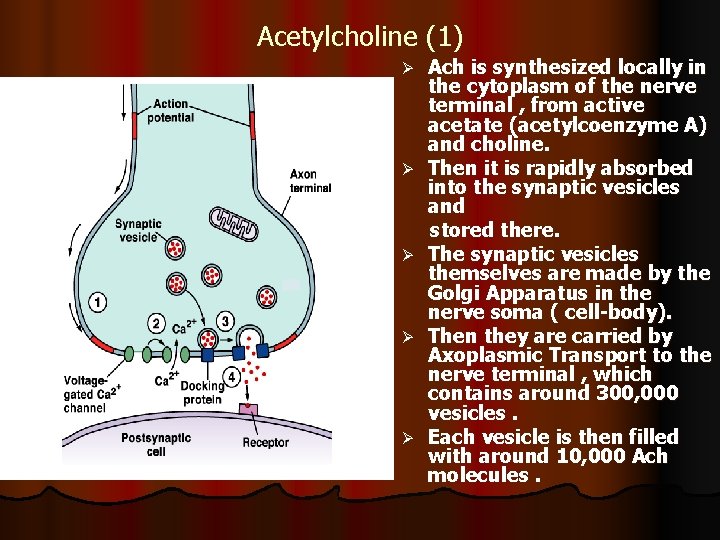 Acetylcholine (1) Ø Ø Ø Ach is synthesized locally in the cytoplasm of the