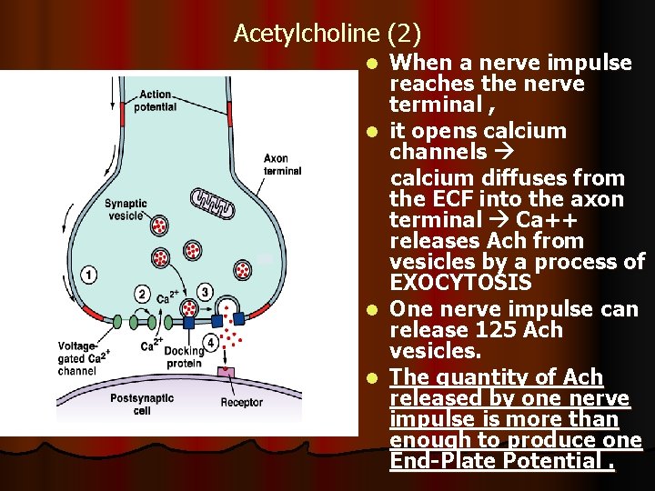 Acetylcholine (2) l l When a nerve impulse reaches the nerve terminal , it