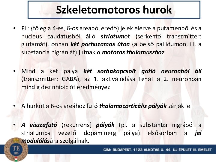 Szkeletomotoros hurok • Pl. : (főleg a 4 -es, 6 -os areából eredő) jelek