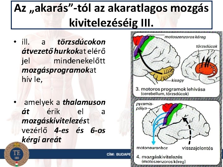 Az „akarás”-tól az akaratlagos mozgás kivitelezéséig III. • ill. a törzsdúcokon átvezető hurkokat elérő