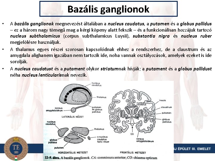 Bazális ganglionok • • • A bazális ganglionok megnevezést általában a nucleus caudatus, a